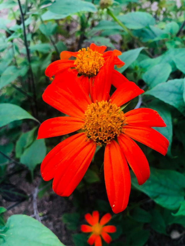 Tithonia rotundifolia (Girasol Mexicano) - Siempre Verde Paisajismo