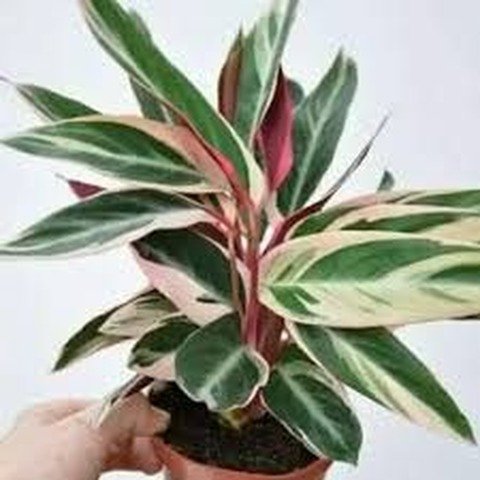 Calathea tricolor (Calathea stromanthe) 