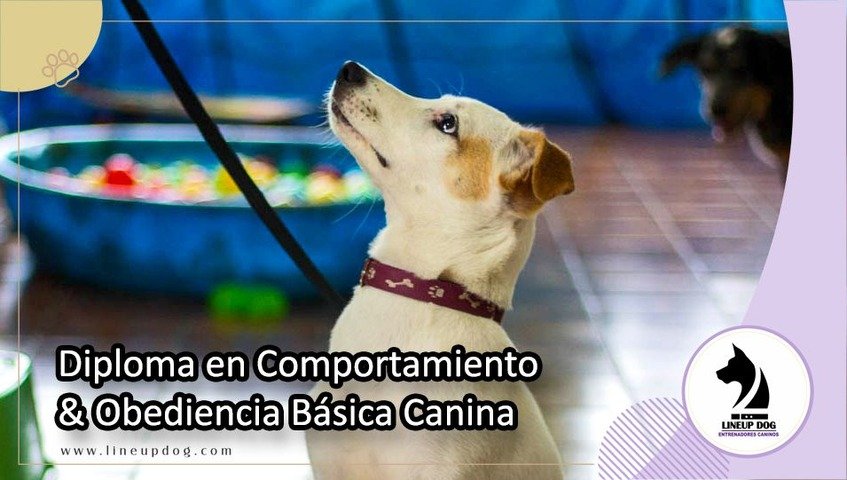 Diploma en Comportamiento & Obediencia Básica Canina