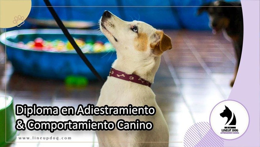Diploma en Adiestramiento & Comportamiento Canino