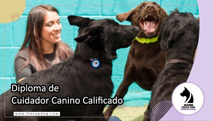 Diploma de Cuidador Canino Calificado