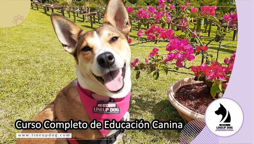 El Método Perfecto Para Educar a Tu Perro - Curso Completo de Educación Canina