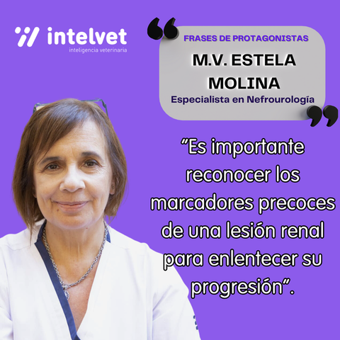 M.V. Estela Molina, especialista en nefrourología: “Es importante reconocer los marcadores precoces de una lesión renal para enlentecer su progresión”