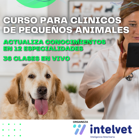 Curso para Clínicos de Pequeños Animales: actualiza conocimientos en 12 especializaciones